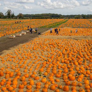 50-acre-site-pumpkins