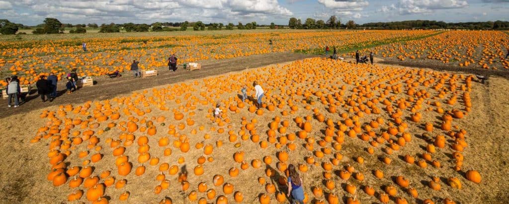large-50-acre-site-pumpkins