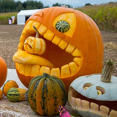 Undley Pumpkin Patch | Undley Farm Events | Maize Maze